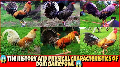 dom gamefowl history Archives .